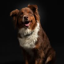 Chien issu de l’élevage