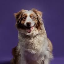 Chien issu de l’élevage