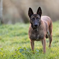 Chien issu de l’élevage